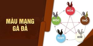 Màu gà mạng - Nhân tố quyết định mọi cuộc cá cược gay cấn