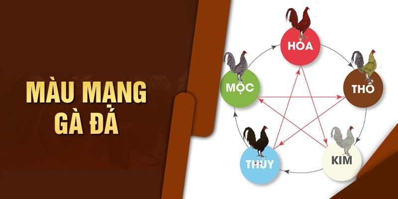 Màu gà mạng - Nhân tố quyết định mọi cuộc cá cược gay cấn
