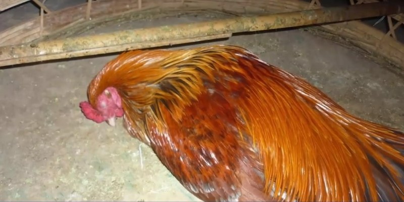 Những giá trị mà gà tử mị mang lại